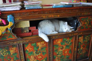 Katze in Souvenirladen