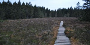Moorlehrpfad bei Oberhof
