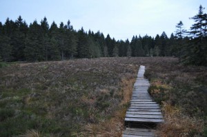 Moorlehrpfad bei Oberhof