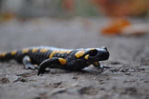 Feuersalamander