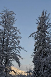 Schneelandschaft im Thüringer Wald