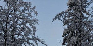 Schneelandschaft im Thüringer Wald