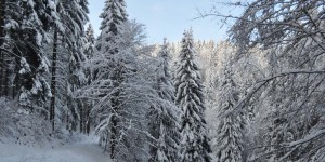 Schneelandschaft im Thüringer Wald