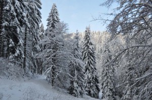 Schneelandschaft im Thüringer Wald