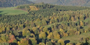 Thüringer Wald bei Oberschönau