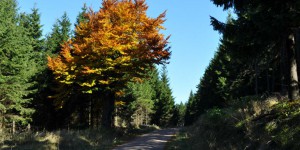 Herbstlicher Wanderweg bei Oberhof