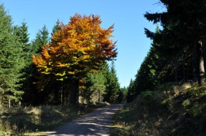 Herbstlicher Wanderweg bei Oberhof