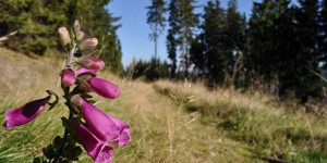 Giftiger Roter Fingerhut