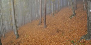 Thüringer Wald bei Steinbach-Hallenberg