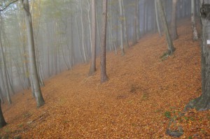 Thüringer Wald bei Steinbach-Hallenberg