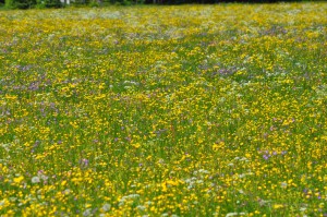 Blumenwiese