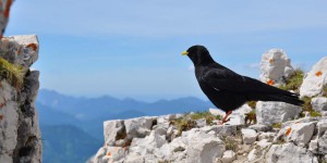 Die Alpendohlen warten schon