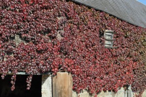 Wilder Wein an der Hausfassade