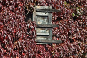 Wilder Wein an der Hausfassade