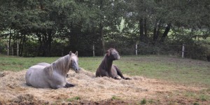Pferde auf einer Koppel