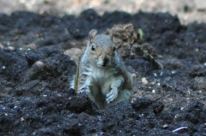 Grauhörnchen im Londoner Park