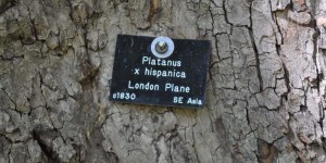 Platane in London