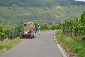 Weinbauer bei der Arbeit