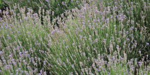 Lavendel am Wanderweg