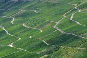 Pfade in den Weinbergen