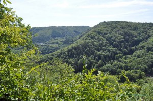 Hügellandschaft bei Bad Bertrich