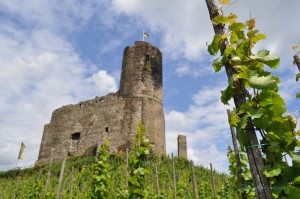 Wein vor der Burg Landshut