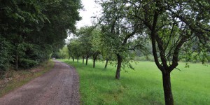 Obstbäume am Wanderweg