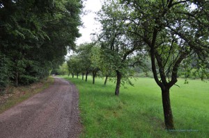 Obstbäume am Wanderweg