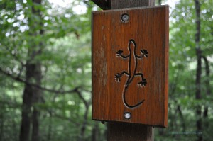 Salamander als Wegweiser