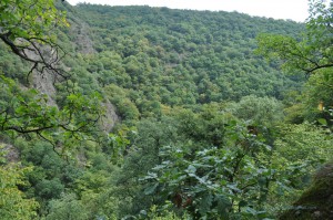 Grünes Dortebachtal