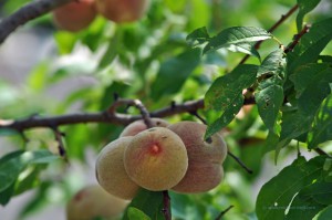 Weinbergpfirsich