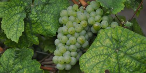 Weintrauben