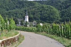 Wandern zwischen den Weinstöcken