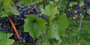 Saftige Weintrauben