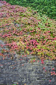 Weinranken am Haus