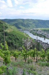 Weinberge oberhalb von Zell