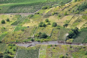 Weinberge