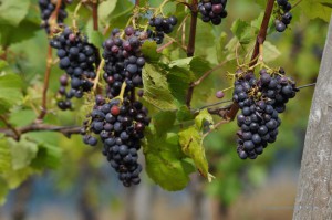 Weintrauben