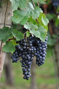 Weintrauben