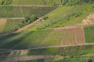 Weinberge