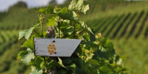 Weinwanderweg