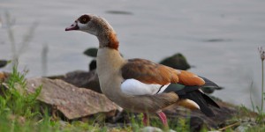 Nilgänse