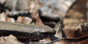 Blindschleiche