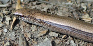 Blindschleiche