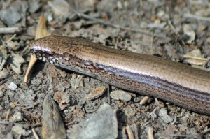 Blindschleiche