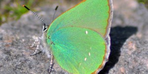 Schmetterling