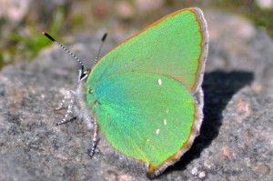 Schmetterling