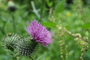 Distel