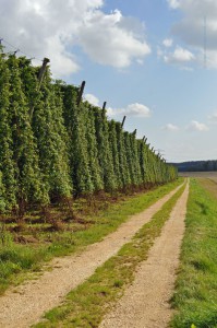 Wanderweg an Hopfenfeldern