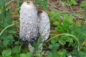 Junger Schopftintling